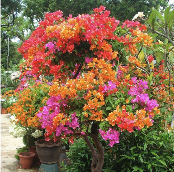 Bougainvillea